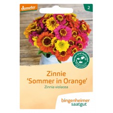 bingenheimer saatgut Zinnie 'Sommer in Orange' Samen B630N